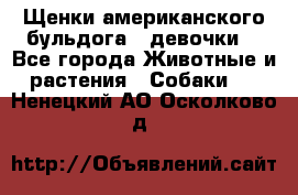 Щенки американского бульдога ( девочки) - Все города Животные и растения » Собаки   . Ненецкий АО,Осколково д.